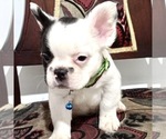 Small Photo #98 French Bulldog Puppy For Sale in ORLANDO, FL, USA