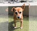 LUZ - Female Chihuahua Dog for Adoption - Small photo