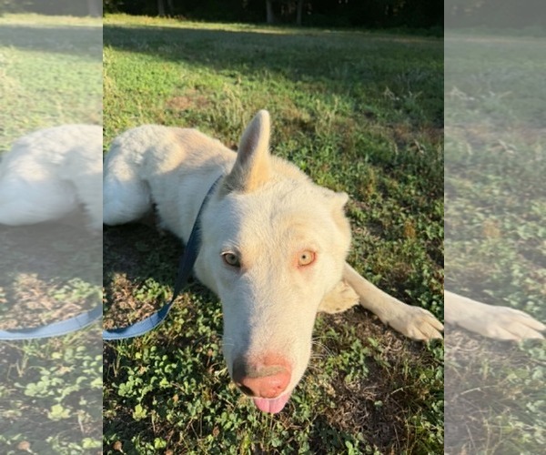 Medium Photo #2 Siberian Husky Puppy For Sale in Holly Springs, NC, USA