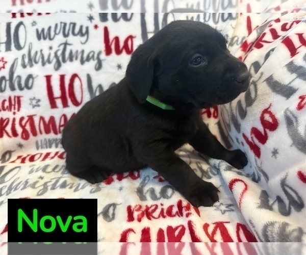 Medium Photo #6 Labrador Retriever Puppy For Sale in FAYETTEVILLE, OH, USA