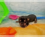 Small #26 Morkie