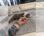 Puppy Tucker English Bulldog