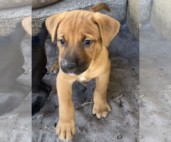 Medium Photo #2 Mutt Puppy For Sale in Royal Palm Beach, FL, USA