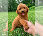 Small #14 Goldendoodle mix (+ Poodle Miniature)