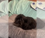 Small Photo #9 Lhasa Apso Puppy For Sale in BROOKLET, GA, USA