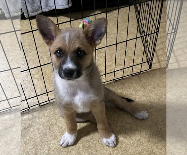 Medium Photo #3 Mutt Puppy For Sale in Garden City, NY, USA