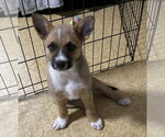 Small #2 Mutt