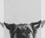 Small #19 German Shepherd Dog