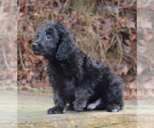 Goldendoodle (Miniature) Puppy for sale in MARION CENTER, PA, USA