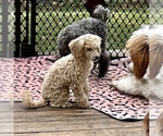 Small Photo #3 Poodle (Toy) Puppy For Sale in LONG GROVE, IL, USA