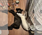 Small Photo #6 Labrador Retriever-Unknown Mix Puppy For Sale in Oakhurst, NJ, USA