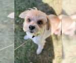 Small Photo #11 Maltese-Unknown Mix Puppy For Sale in Oak Bluffs, MA, USA