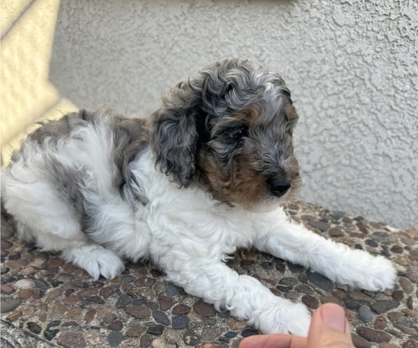 Medium Photo #1 Bernedoodle Puppy For Sale in RANCHO CUCAMONGA, CA, USA
