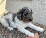 Small Bernedoodle