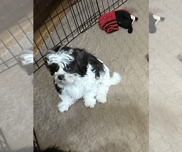 Medium Photo #7 ShihPoo Puppy For Sale in GLOUCESTER, VA, USA