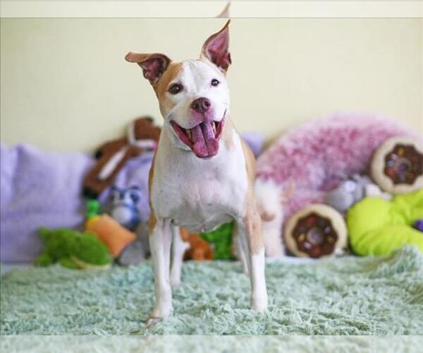 Medium Photo #4 American Staffordshire Terrier-Unknown Mix Puppy For Sale in Tavares, FL, USA
