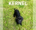 Small #1 YorkiePoo
