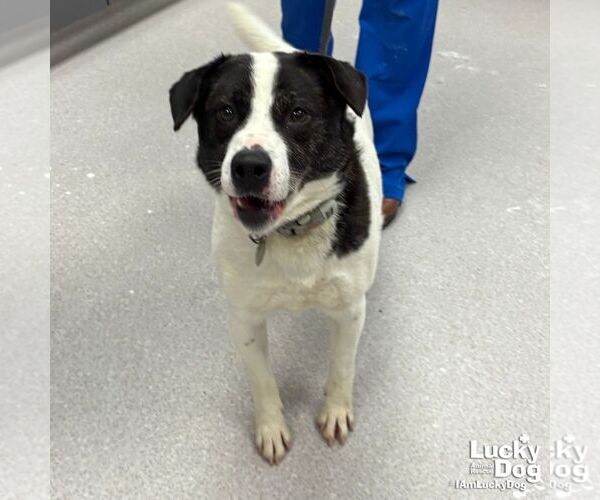 Medium Photo #2 Colonial Cocker Spaniel-Pointer Mix Puppy For Sale in Washington, DC, USA