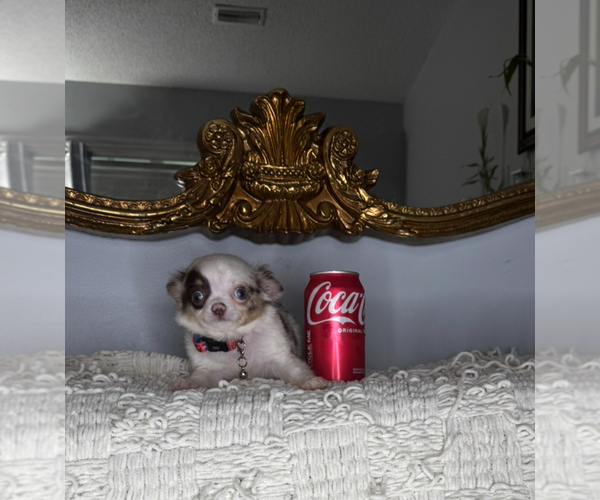Medium Photo #13 Chihuahua Puppy For Sale in CHARLOTTE, NC, USA