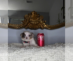 Small #12 Chihuahua