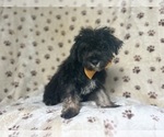 Small #7 Schnauzer (Miniature)