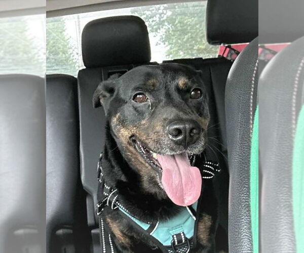 Medium Photo #5 Pembroke Welsh Corgi-Rottweiler Mix Puppy For Sale in MECHANICSBURG, PA, USA
