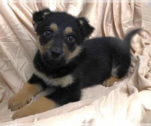 Mutt Dogs for adoption in Thief River Falls, MN, USA