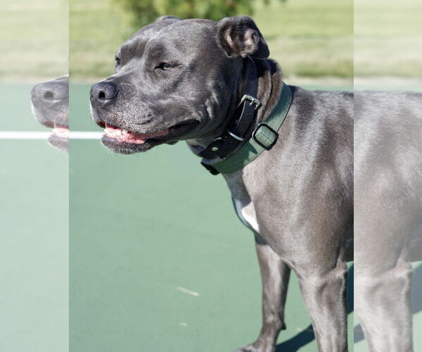 Medium Photo #5 American Pit Bull Terrier-Unknown Mix Puppy For Sale in Princeton, MN, USA