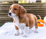 Puppy Buddy Dorgi