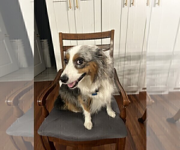 Medium Photo #1 Miniature Australian Shepherd Puppy For Sale in JACKSONVILLE, FL, USA