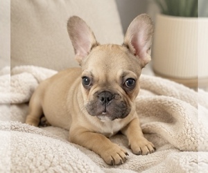 French Bulldog Puppy for Sale in LITITZ, Pennsylvania USA