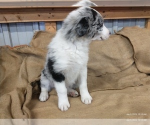 Border-Aussie Puppy for sale in HUTCHINSON, MN, USA