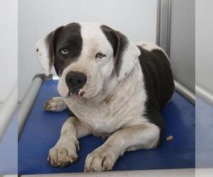 American Staffordshire Terrier-Unknown Mix Dogs for adoption in San Antonio, TX, USA