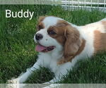 Small #1 Cavalier King Charles Spaniel