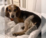 Small #6 Beagle