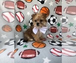 Small Photo #3 Morkie Puppy For Sale in LAKELAND, FL, USA