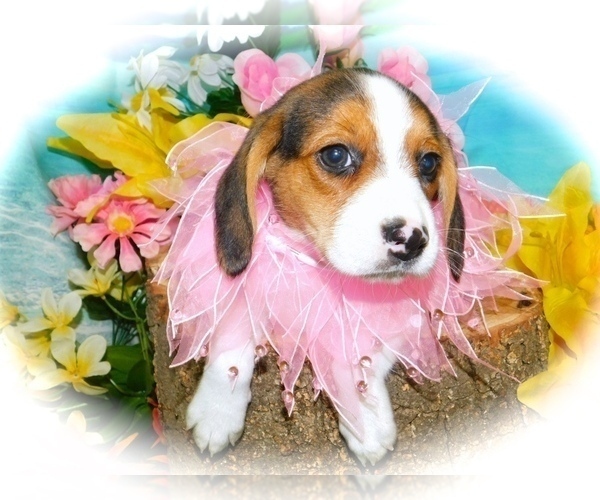 Medium Photo #3 Beagle Puppy For Sale in HAMMOND, IN, USA