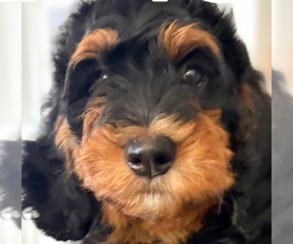 Medium Photo #4 Bernedoodle Puppy For Sale in O FALLON, MO, USA