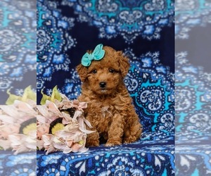 Miniature Labradoodle Puppy for Sale in KINZERS, Pennsylvania USA