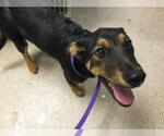 Small German Shepherd Dog Mix