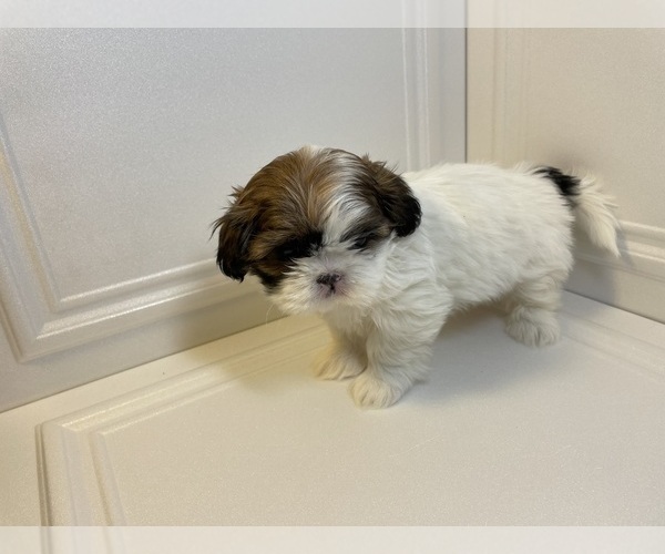 Medium Photo #3 Shih Tzu Puppy For Sale in LIBERTY TWP, OH, USA