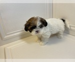 Small Photo #3 Shih Tzu Puppy For Sale in LIBERTY TWP, OH, USA