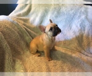 French Bulldog Puppy for sale in GREENWOOD, IN, USA