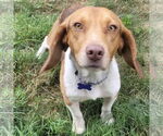 Small #1 Beagle Mix