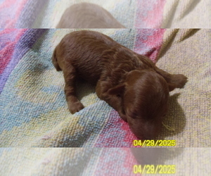 Poodle (Toy) Puppy for sale in DULUTH, GA, USA
