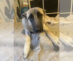 Small #1 German Shepherd Dog