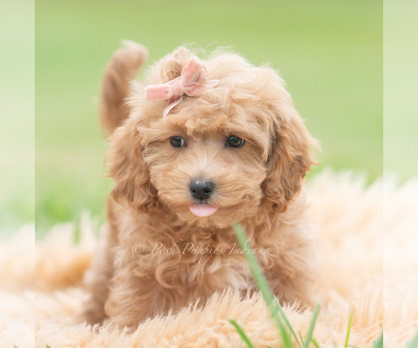 Medium Photo #2 Maltipoo (Miniature) Puppy For Sale in WARSAW, IN, USA