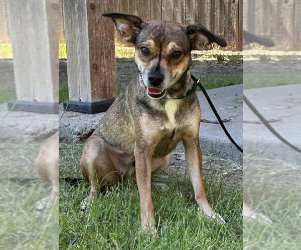 Medium Photo #1 Chihuahua Puppy For Sale in Great Bend, KS, USA