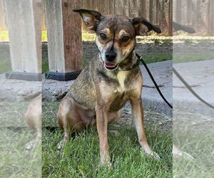 Chihuahua Dogs for adoption in Great Bend, KS, USA
