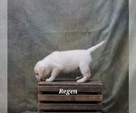 Puppy Regan Labrador Retriever